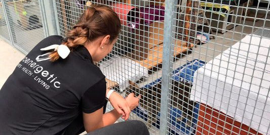 Frau kniet vor Tiergehege und interagiert mit Hund hinter Gitter